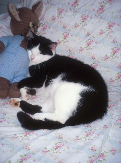 comfy cat