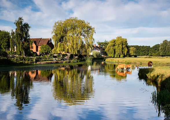 Bill Hiskett The Mill Pond with cows-1.jpg