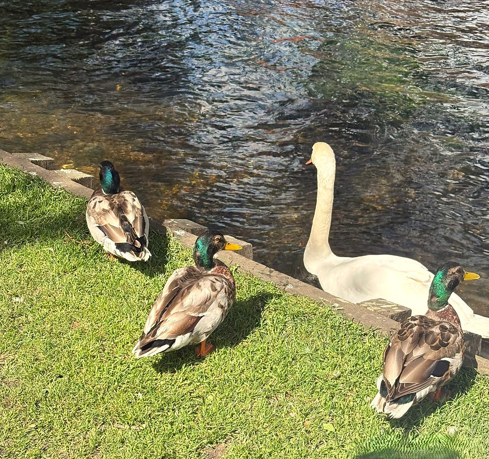 Ducks & Swan at The Croft - Photo Credit J Byham.