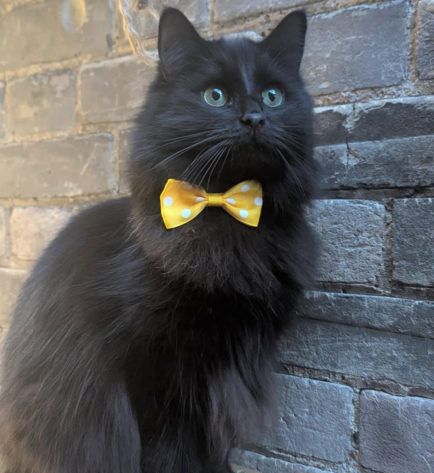 Finnegans Whiskers resident, Olive, looking glam.