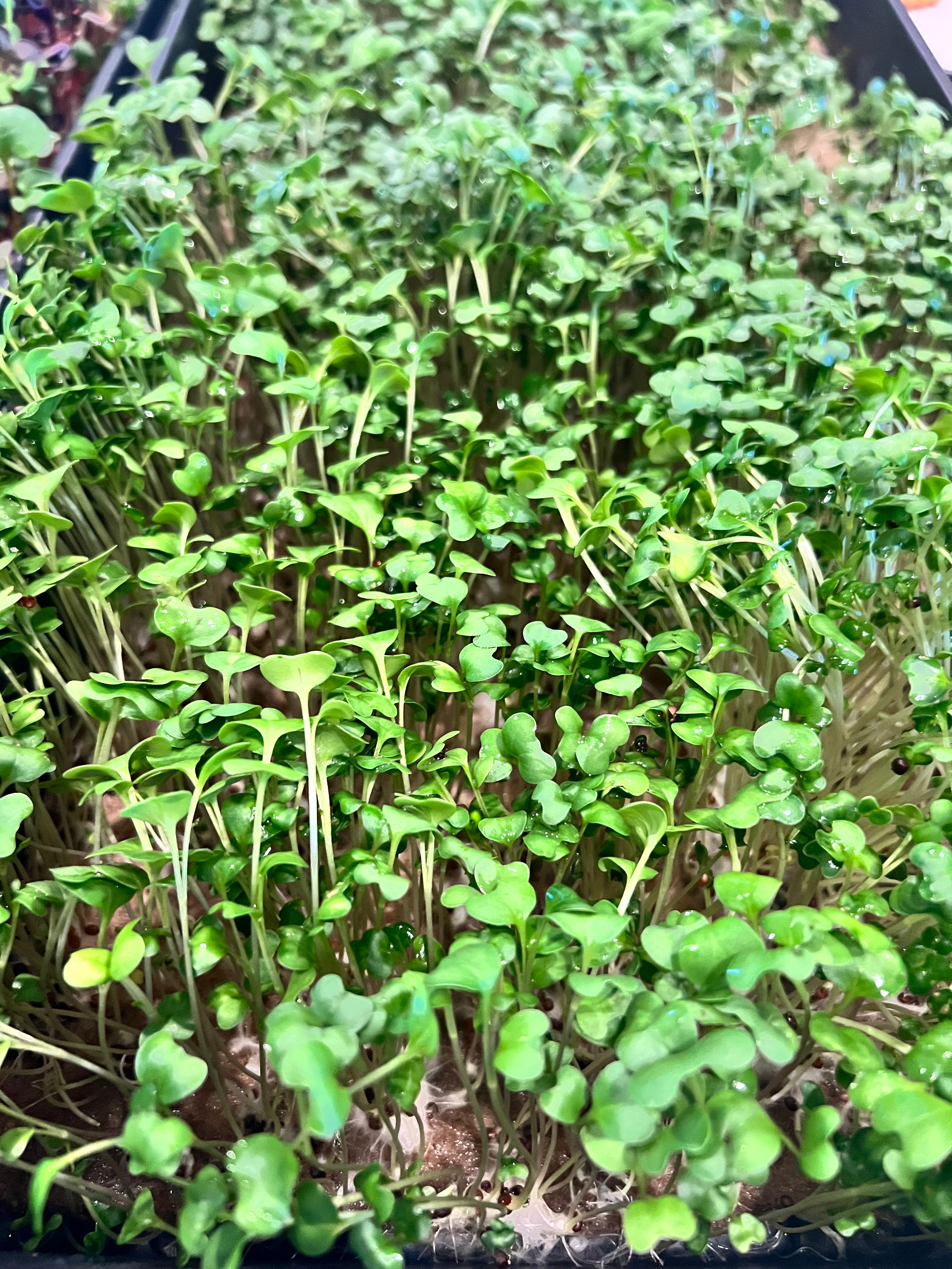 Radish Microgreens 1lb