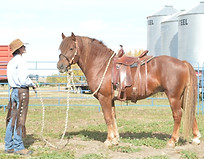 rambo and mitzy in saddle.jpg