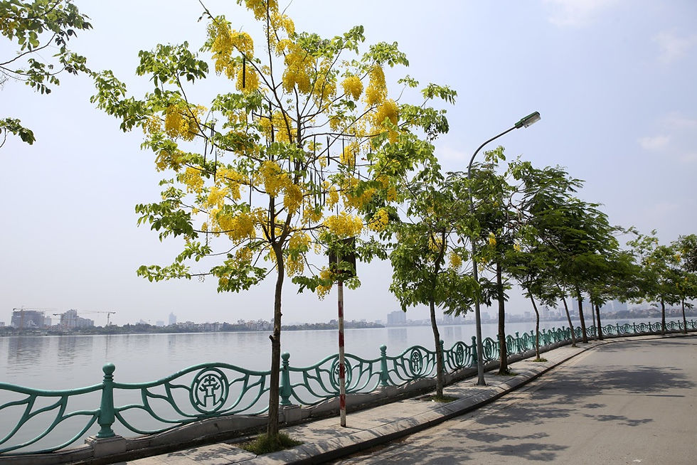hoa-muong-hoang-yen