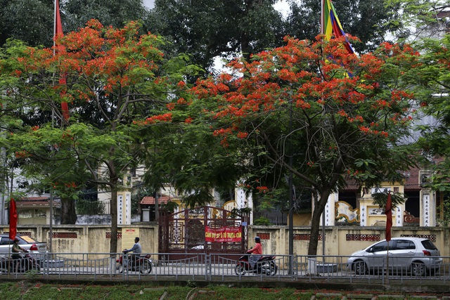 hoaphuong_mua-hoa-bang-lang-ha-noi