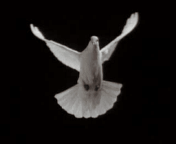giphy (1).gif