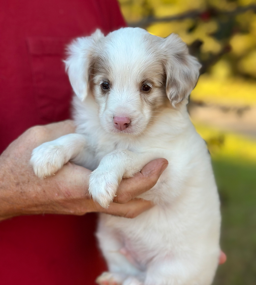 Happy | Magnolia-Kennels