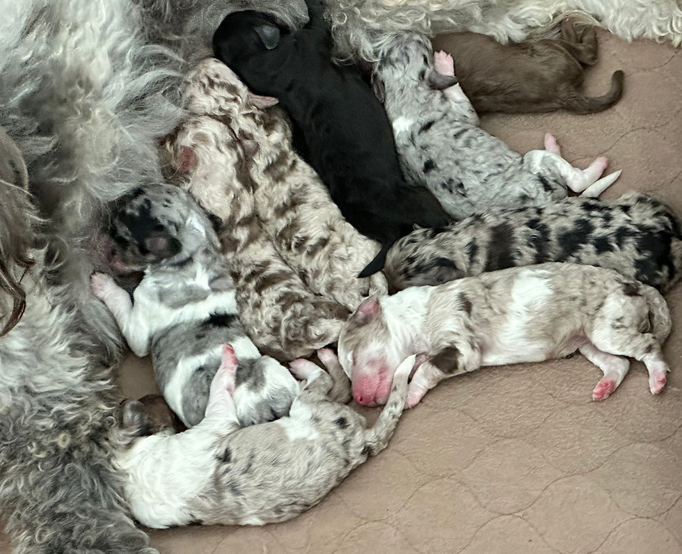 Thumbnail: Bernedoodle litter