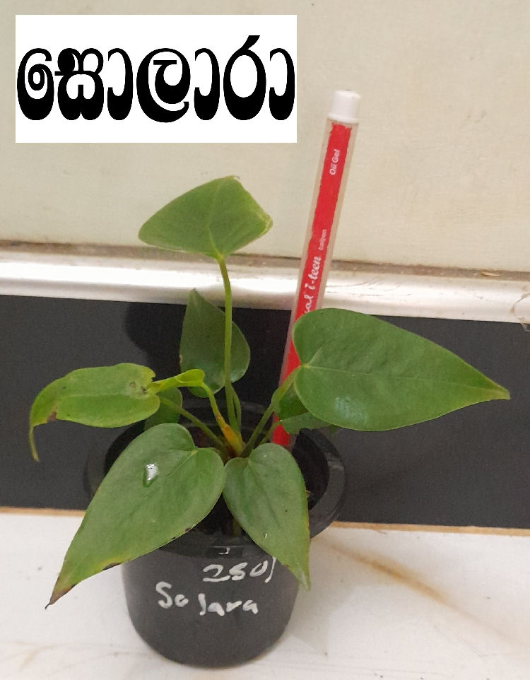 Thumbnail: වර්ග 12 ක ඇන්තූරියම් පැළ පැකේජය