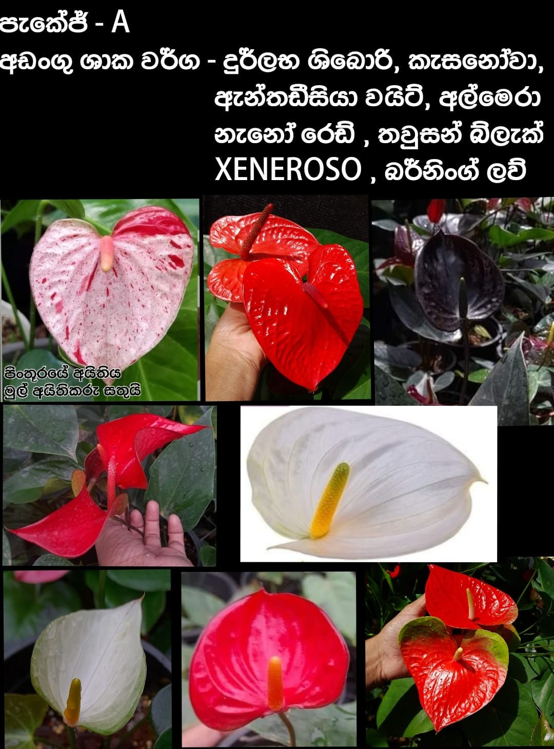 මාසික වාරික ගෙවීම් යටතේ ලබා ගත හැකි A පැකේජය