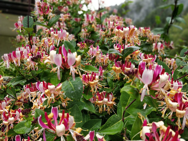 Blühende Geißblattpflanze: Rosa, Weiß, Rot