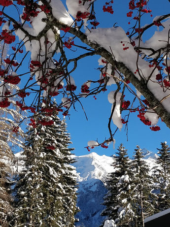 Schneelandschaft mit roten Beeren und Bergen im Winter
