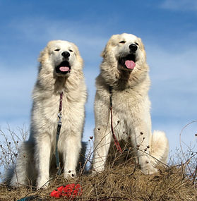Pürenee mäestikukoer