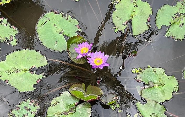 BALI.jpg two lotus flowers in a pond