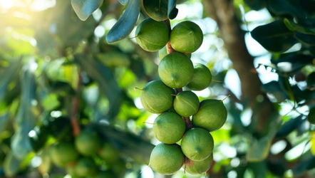 Macadamia fruits on the tree