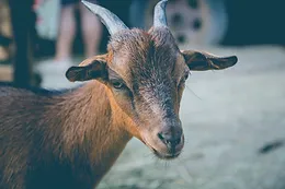 Shedding the Coat of a Goat