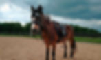 Sunny (Brunhilde II)