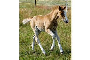 IMG-20260621-WA0013_edited.png