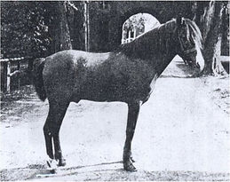 Pyrenäenpony-Hengst Gladiator, Wiltruds Vater (Foto Archiv von Croy).jpg