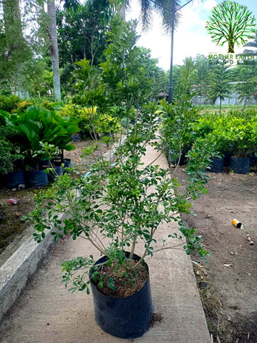 Cinamomo | Mother Earth Gardens