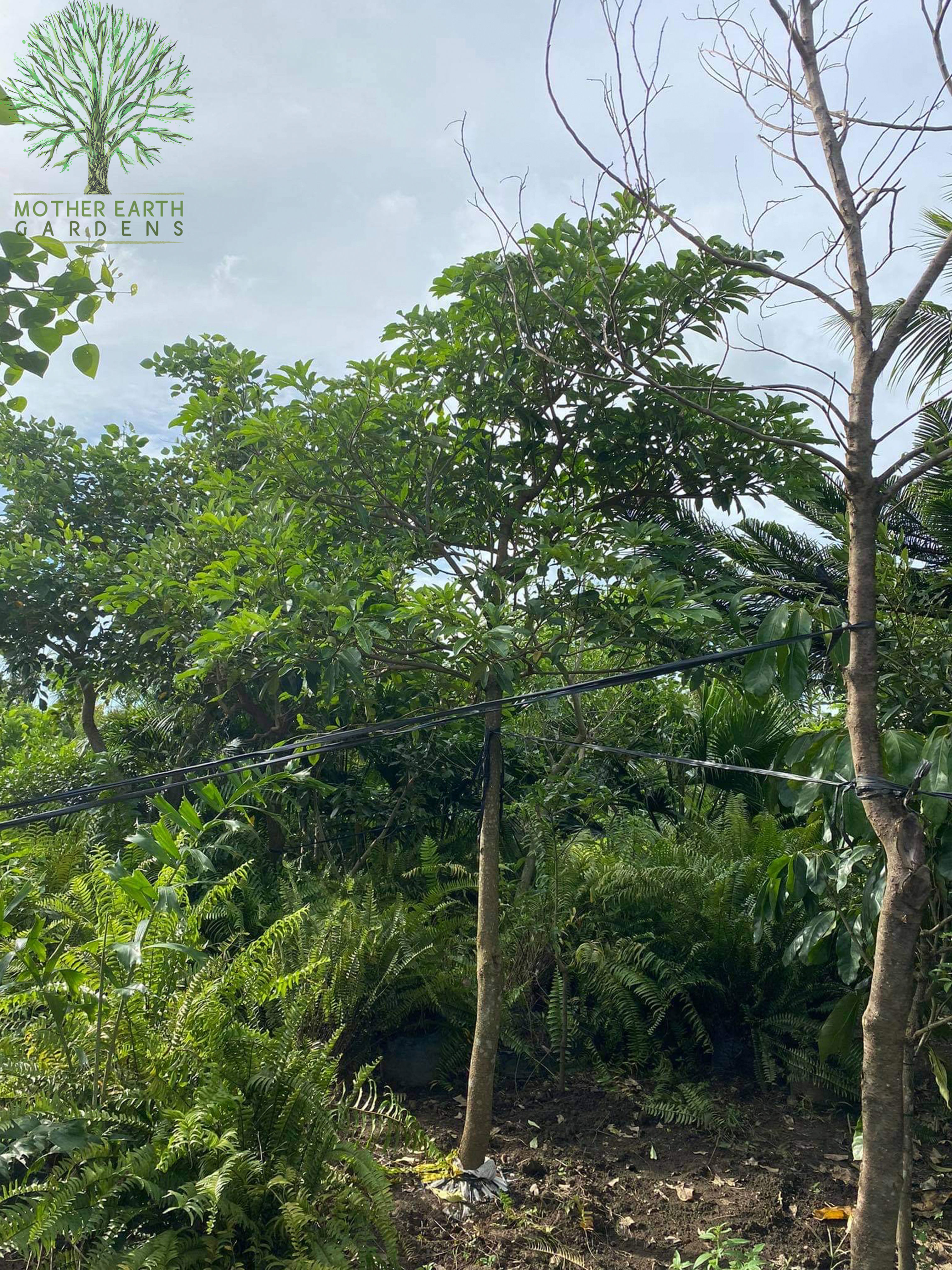 Dita 3-4m ht. 3" cal.