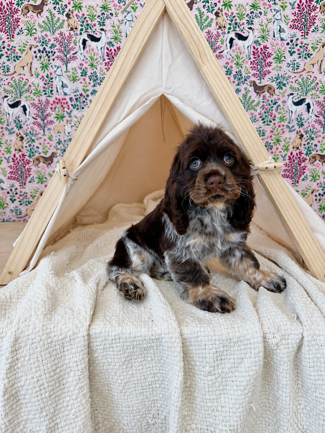 Bernedoodle puppies for sale in meridian Idaho, Star Idaho, EAGLE iDAHO, Boise Idaho