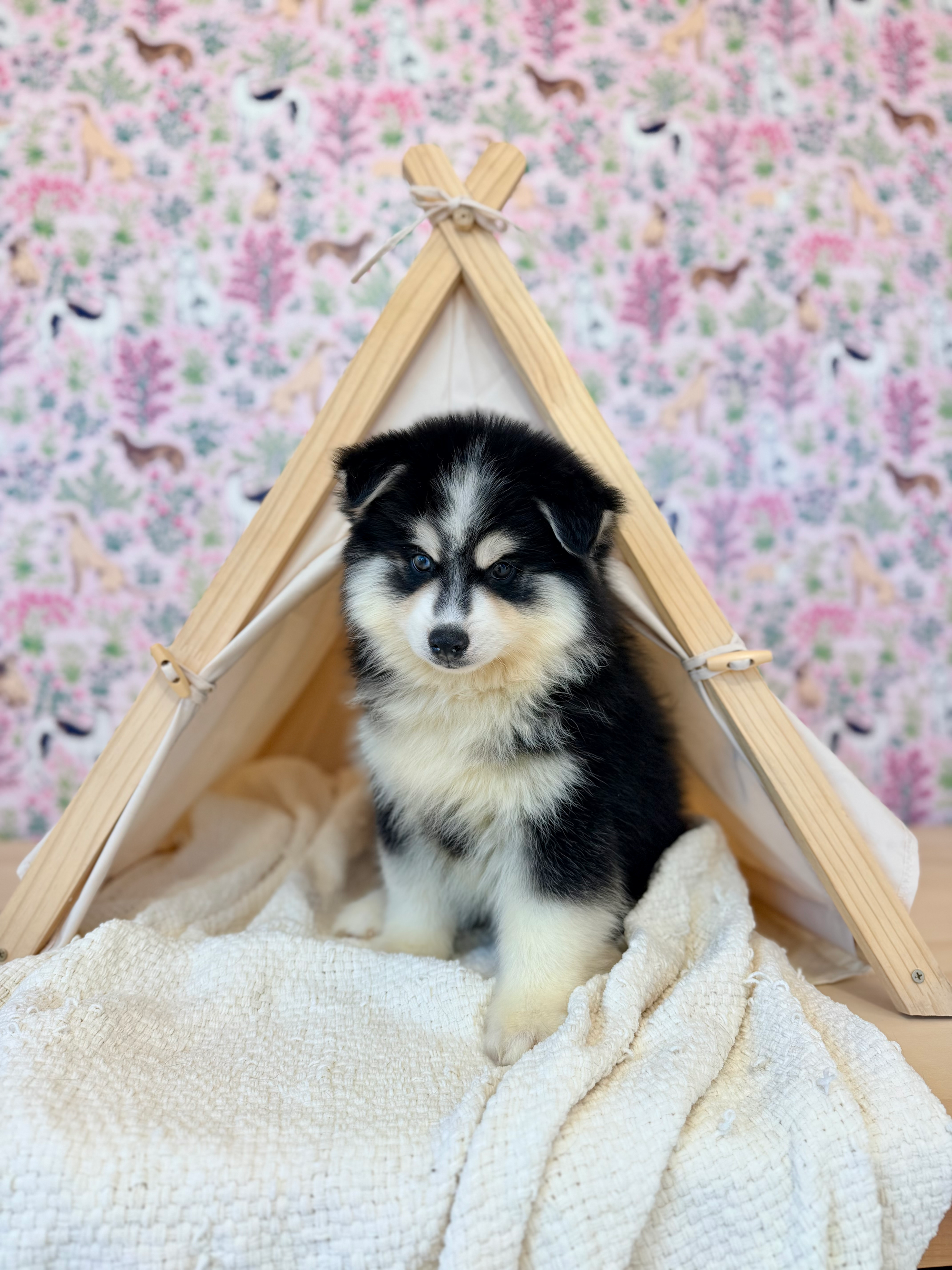 Bernedoodle puppies for sale in meridian Idaho, Star Idaho, EAGLE iDAHO, Boise Idaho