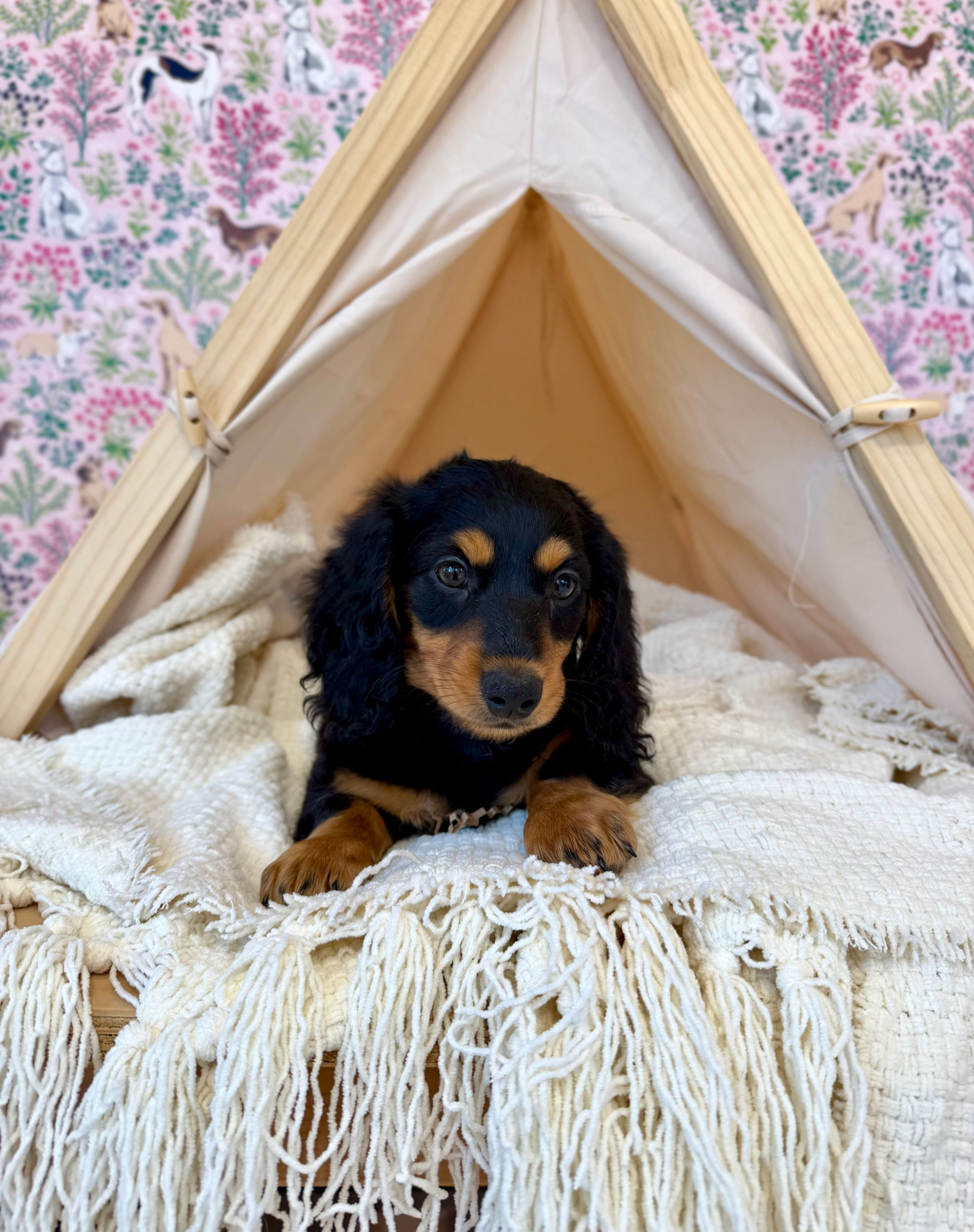 Bernedoodle puppies for sale in meridian Idaho, Star Idaho, EAGLE iDAHO, Boise Idaho