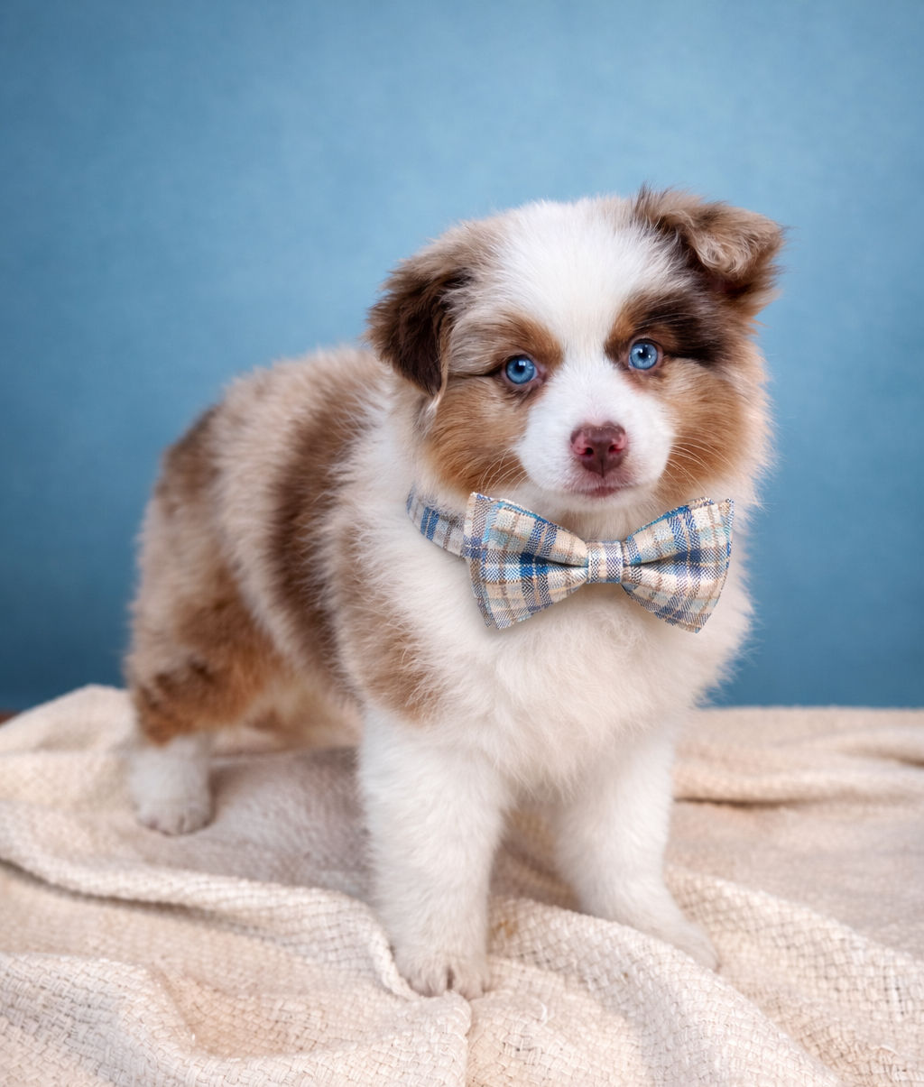 Bernedoodle puppies for sale in meridian Idaho, Star Idaho, EAGLE iDAHO, Boise Idaho 