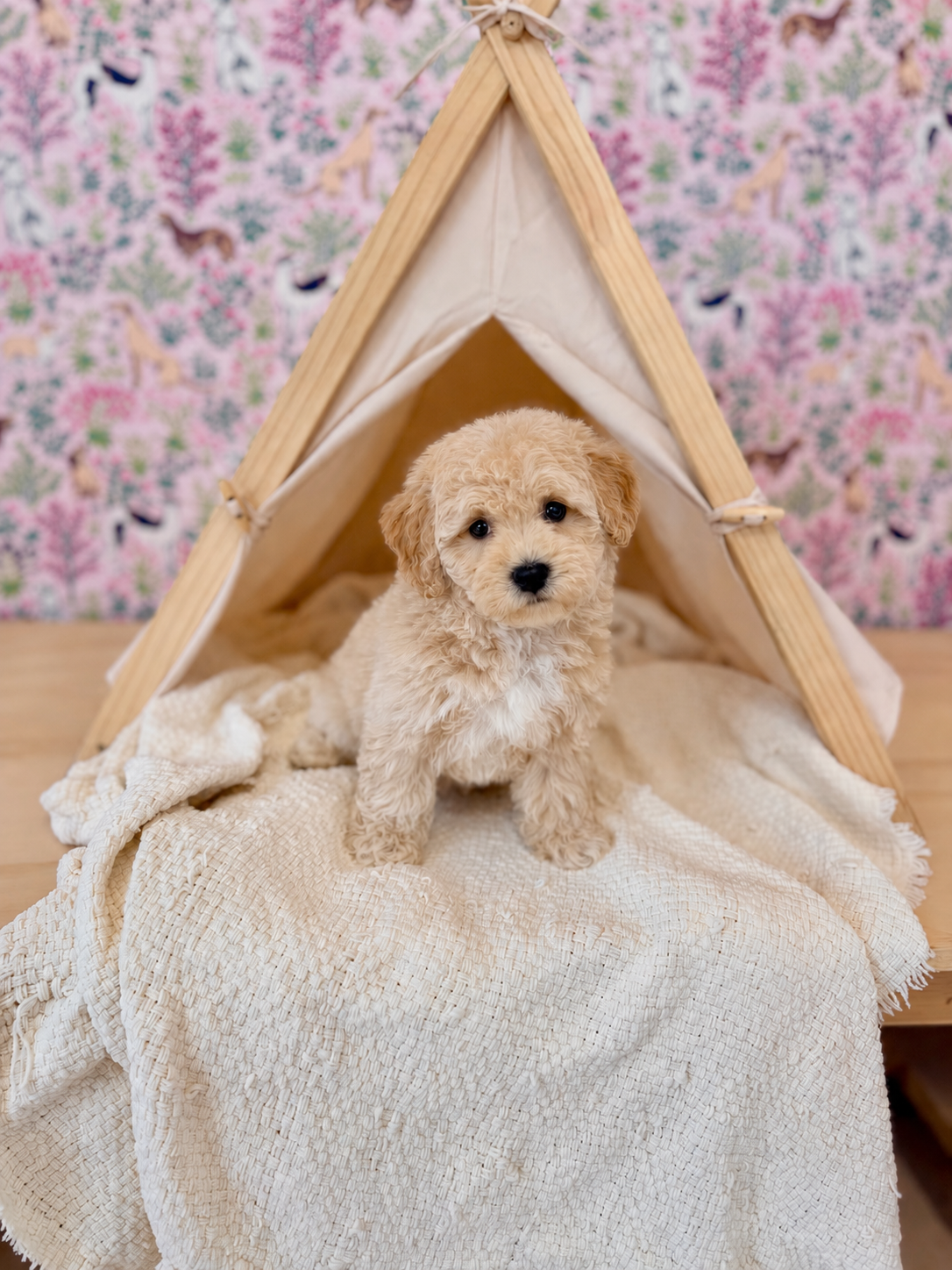Bernedoodle puppies for sale in meridian Idaho, Star Idaho, EAGLE iDAHO, Boise Idaho