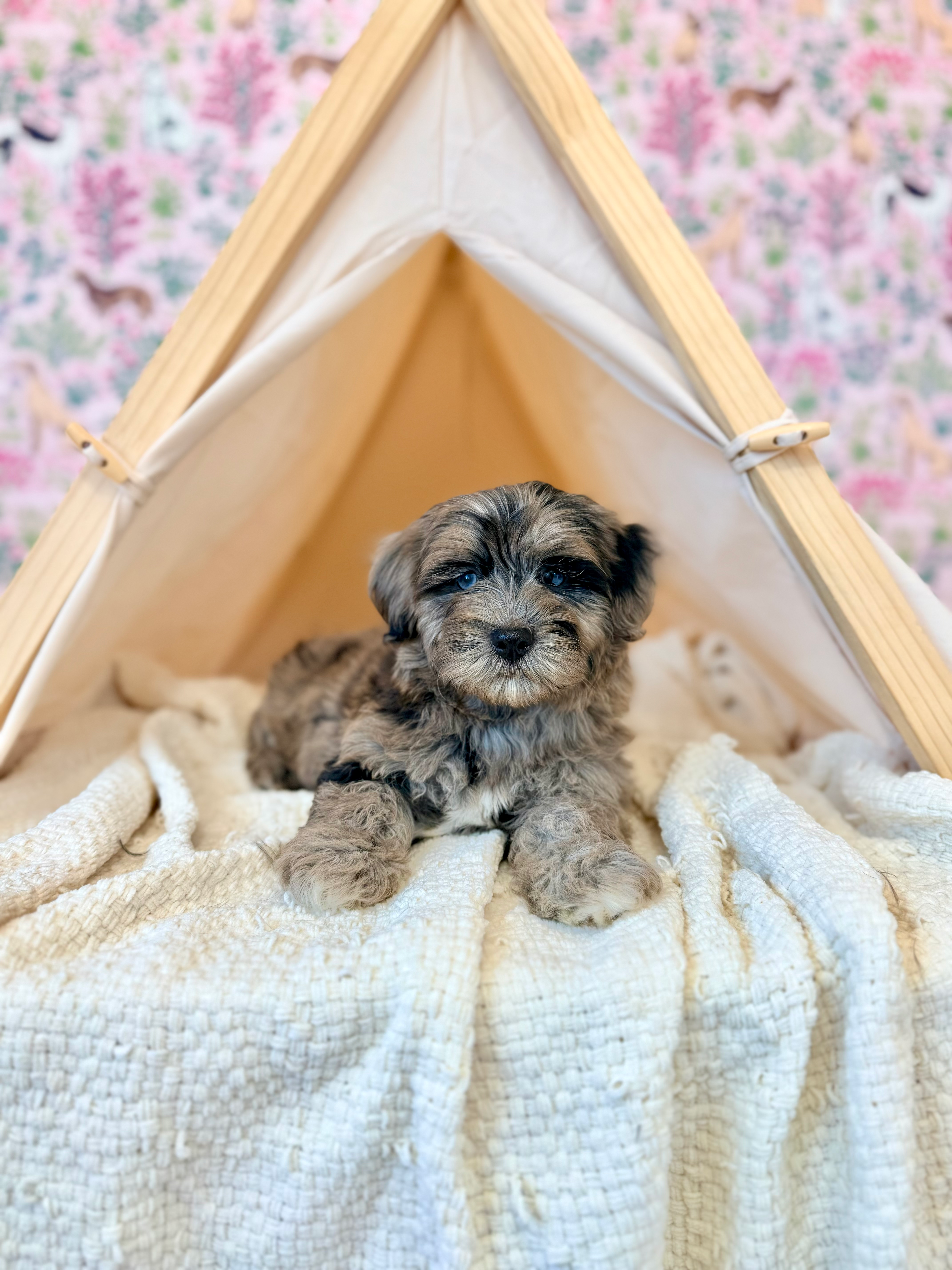 Bernedoodle puppies for sale in meridian Idaho, Star Idaho, EAGLE iDAHO, Boise Idaho