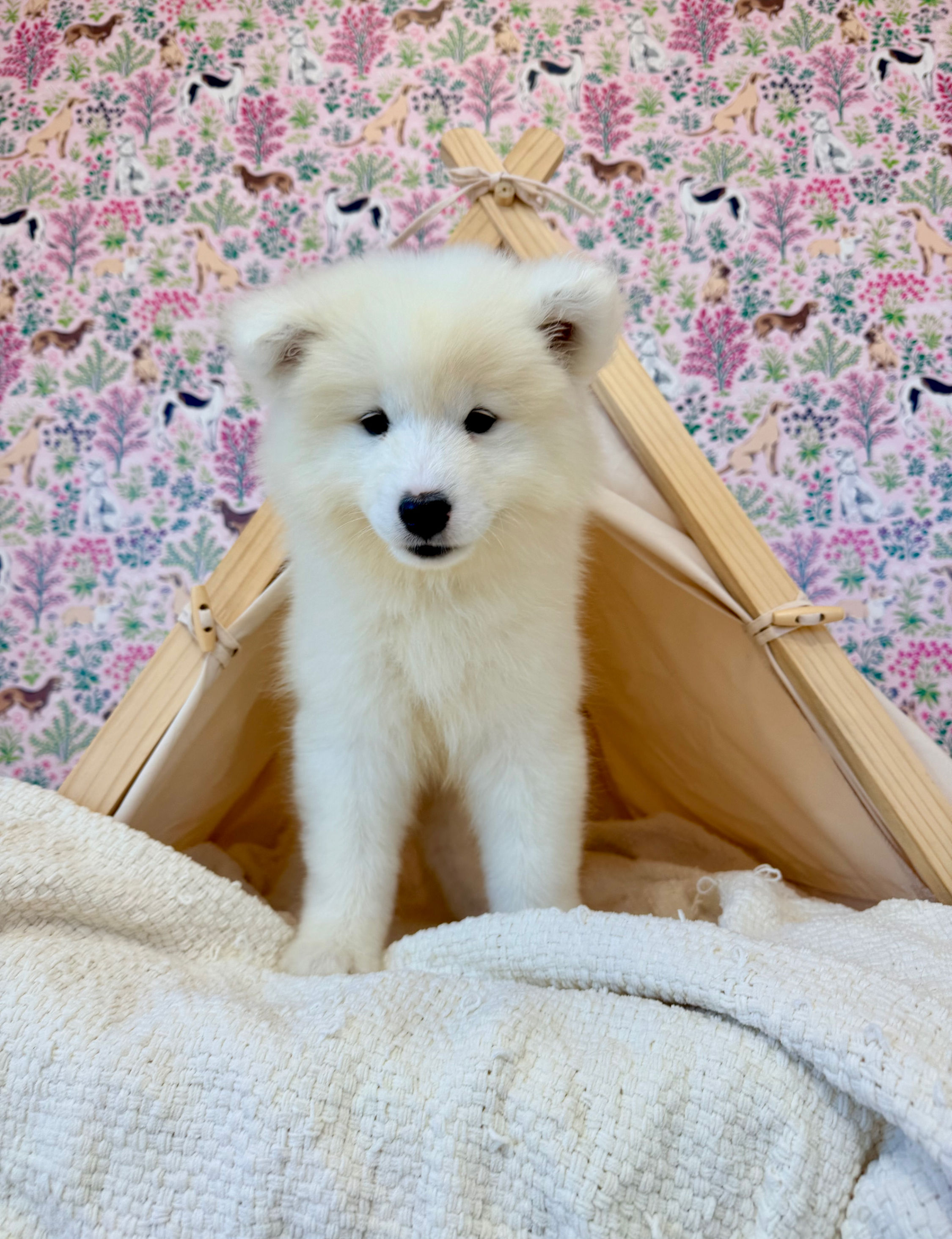Bernedoodle puppies for sale in meridian Idaho, Star Idaho, EAGLE iDAHO, Boise Idaho