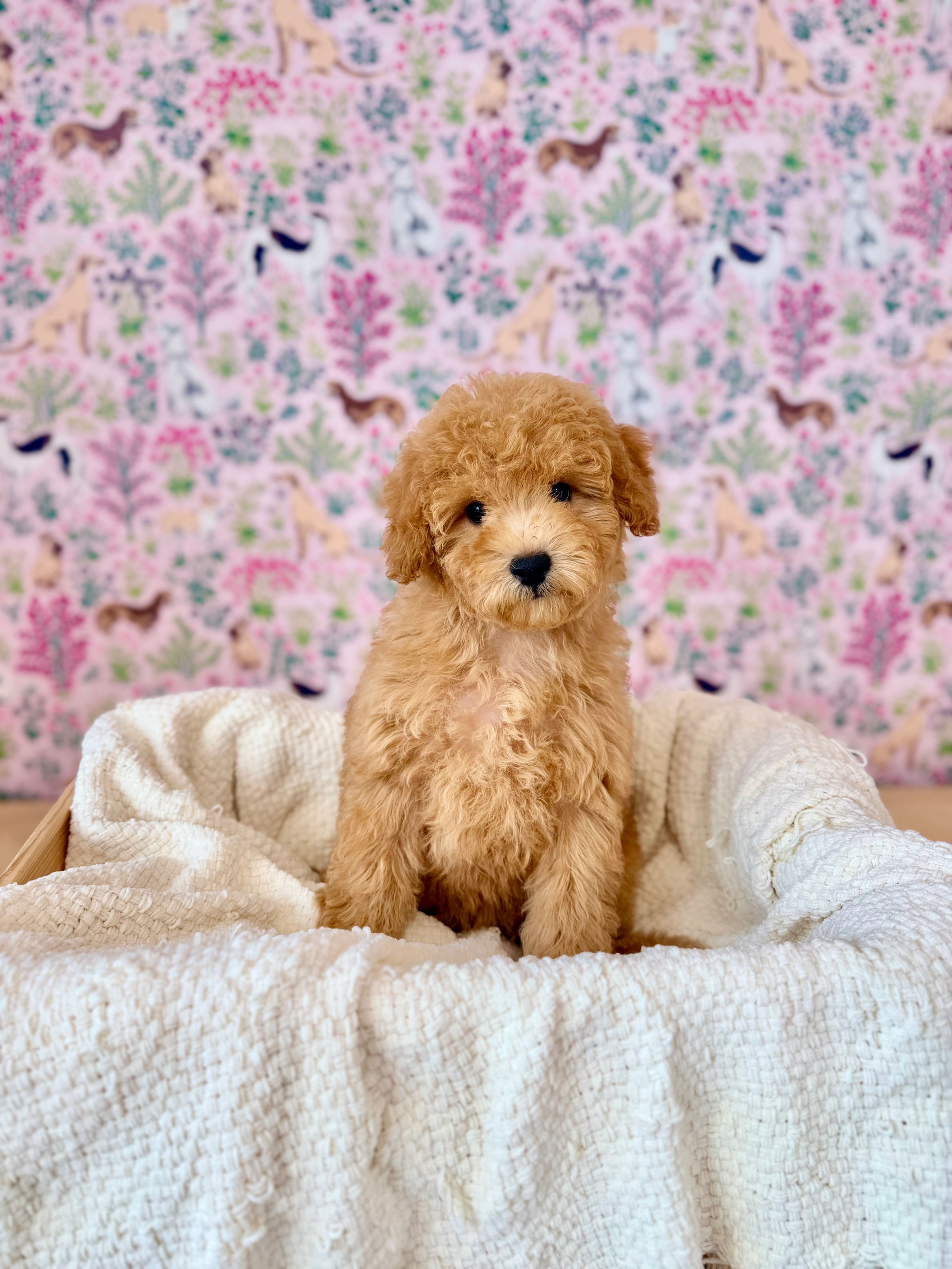 Bernedoodle puppies for sale in meridian Idaho, Star Idaho, EAGLE iDAHO, Boise Idaho