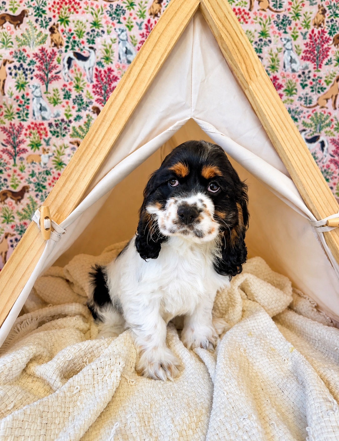 Bernedoodle puppies for sale in meridian Idaho, Star Idaho, EAGLE iDAHO, Boise Idaho