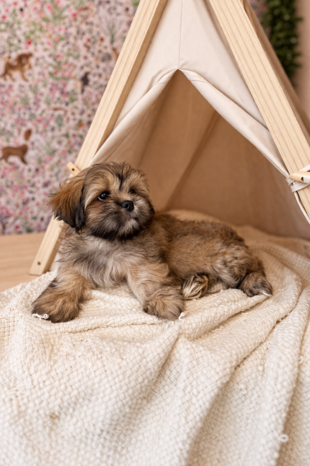 Bernedoodle puppies for sale in meridian Idaho, Star Idaho, EAGLE iDAHO, Boise Idaho