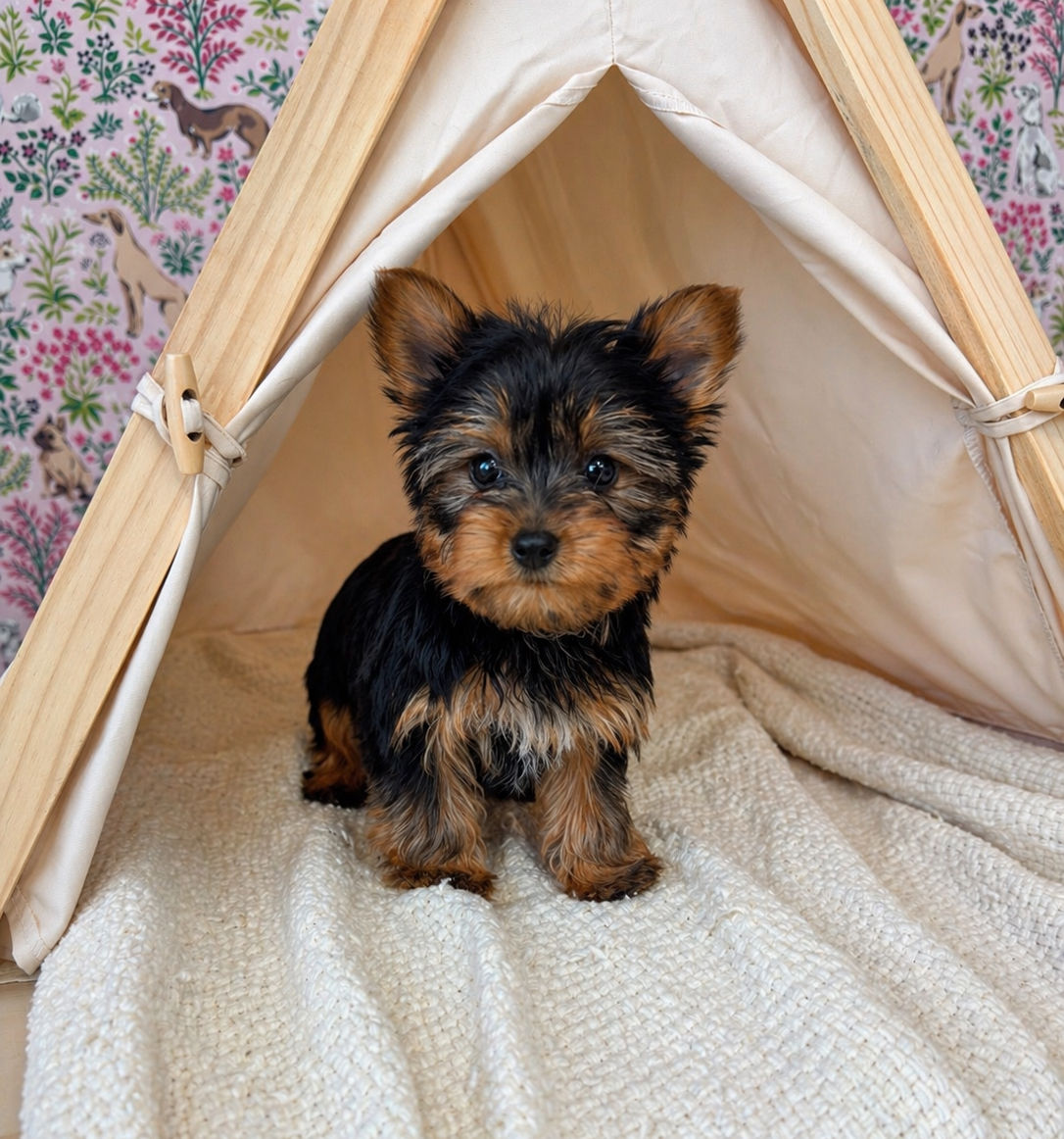 Bernedoodle puppies for sale in meridian Idaho, Star Idaho, EAGLE iDAHO, Boise Idaho