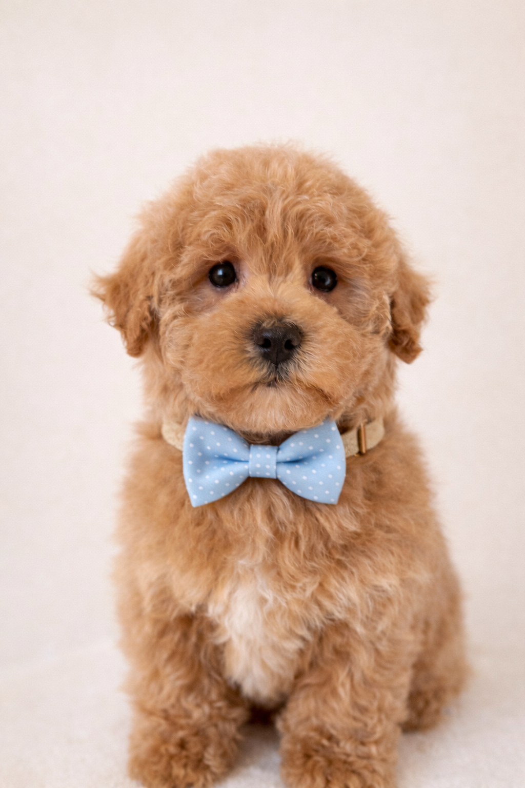 Bernedoodle puppies for sale in meridian Idaho, Star Idaho, EAGLE iDAHO, Boise Idaho 