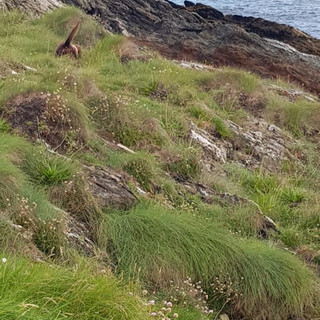 Coastal Walks Near The Old Post Office, Cottage Rentals Bull Bay Anglesey