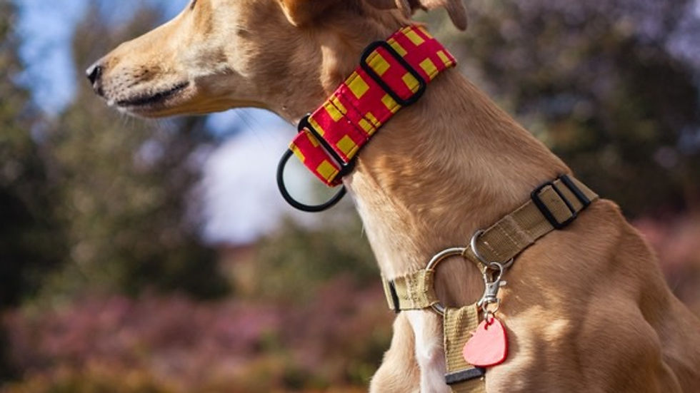 side image of a Saluki in the heather wearing the Northumberland Martingale Collar