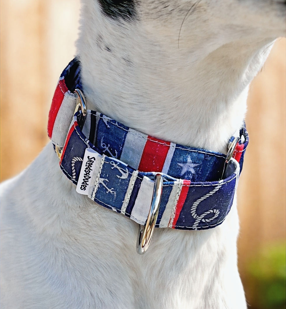 Coastal martingale dog collar UK on sighthound with navy red stripe nautical design