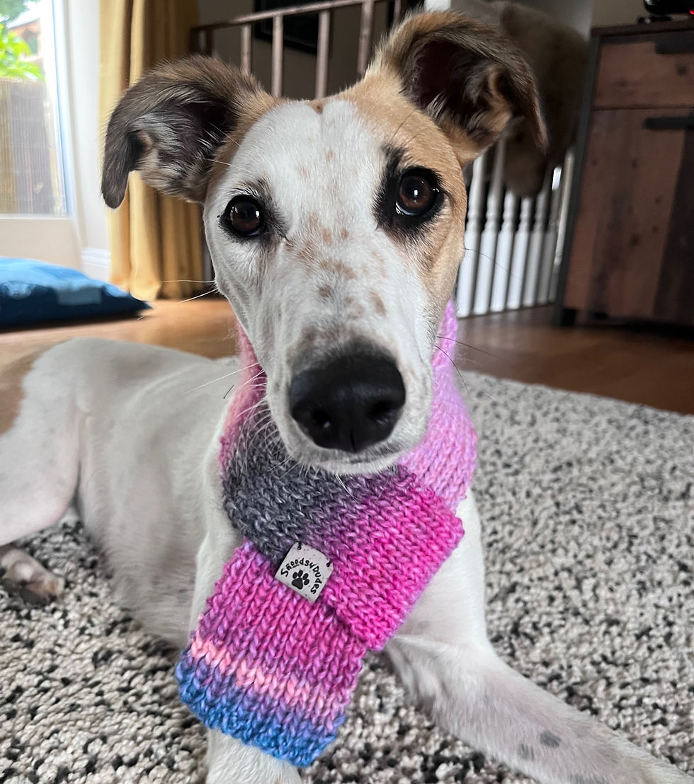 front view of lurcher wearing rainbow snarf