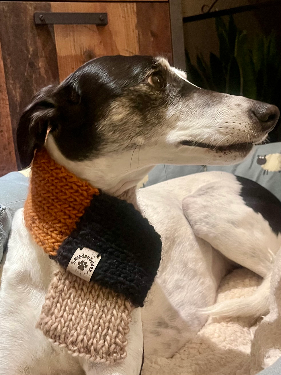 Thumbnail: whippet wearing a fox coloured scarf (neck view)