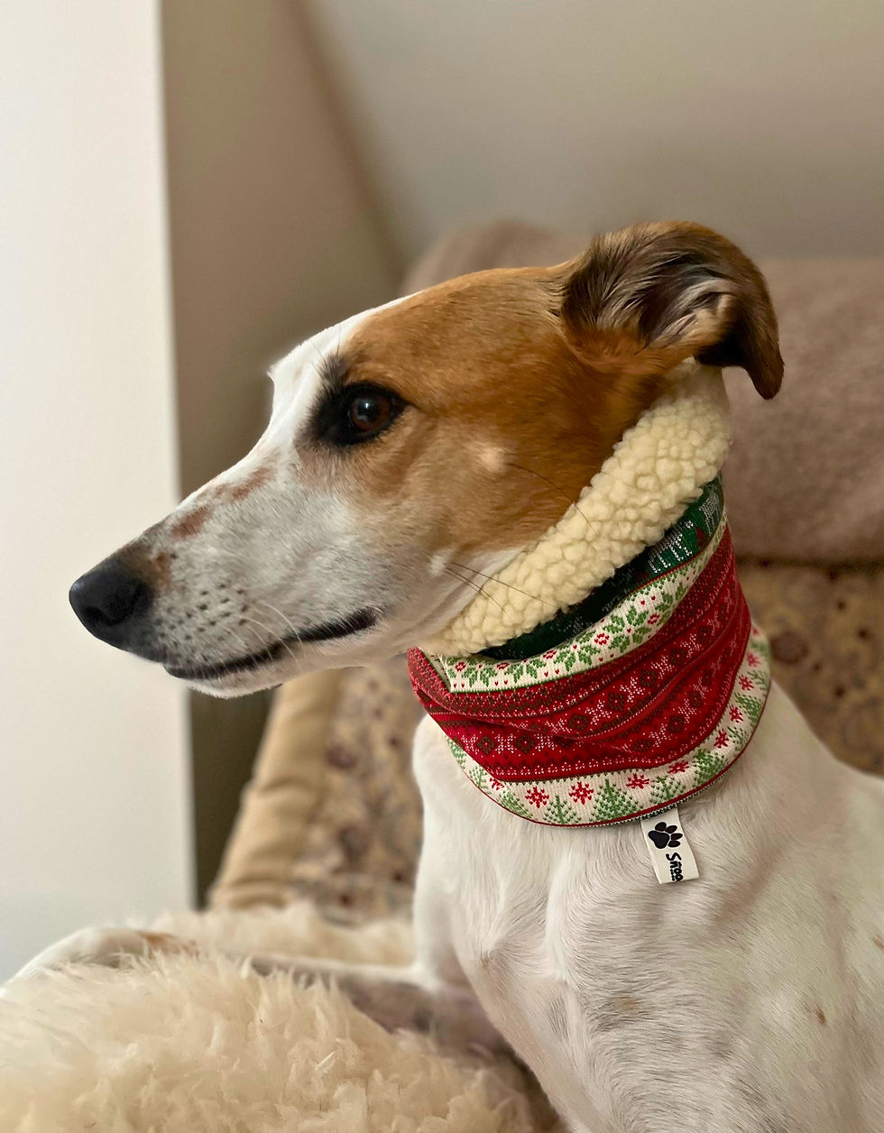 Sighthound wearing a Nordic Christmas fleece dog snood with Sherpa lining