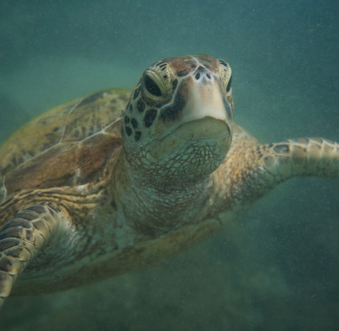 A closeup shot of a turtle under water