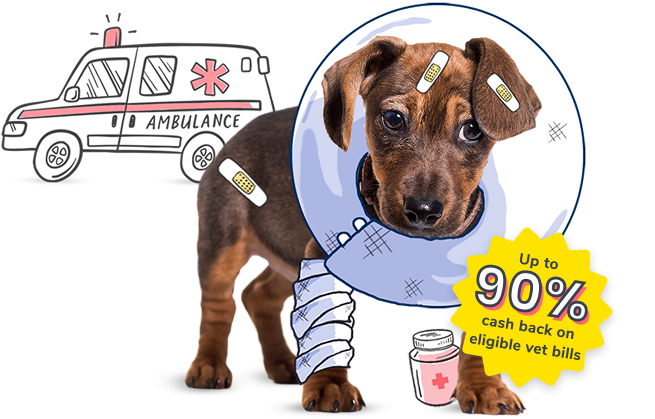 Photo of a hurt dog who had an accident in front of an ambulance with a seal that says "Up to 90% cash back on eligible vet bills"