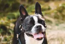 French Bulldog Adult