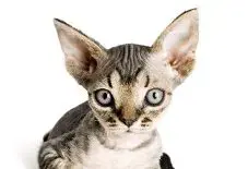 Devon Rex Kitten