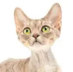 Red Tabby