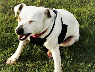 white dog sitting in the grass and mid sneeze