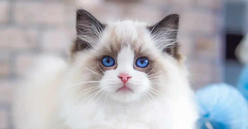 Ragdoll Cat
