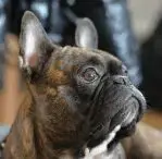 Brindle
